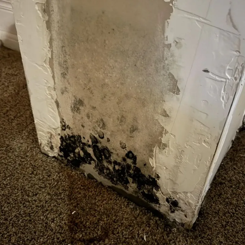 Professional Mold Removal in Nisswa, MN